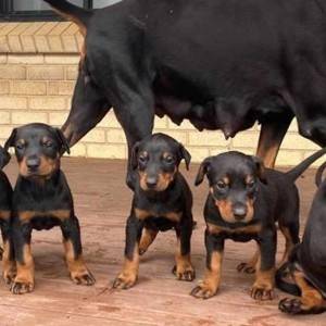 dostupni štenci dobermana