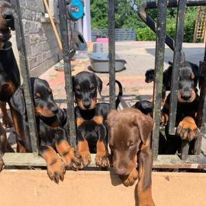 dostupni štenci dobermana