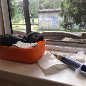Afričke sive papige dostupne za prodaju