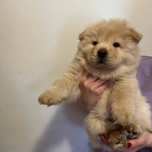 Cau Cau (Chow Chow) stenci