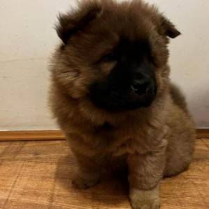 Cau Cau (Chow Chow) stenci