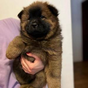 Cau Cau (Chow Chow) stenci