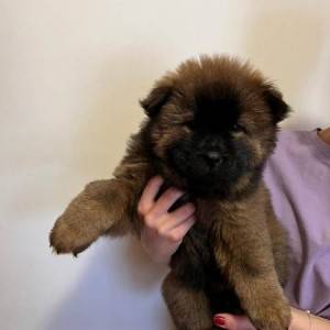 Cau Cau (Chow Chow) stenci