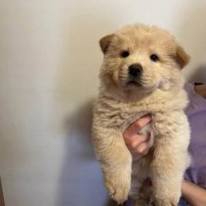Cau Cau (Chow Chow) stenci