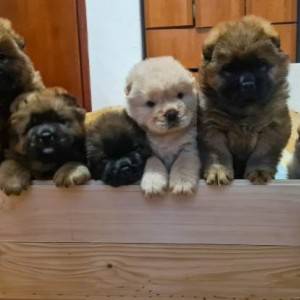 Cau Cau (Chow Chow) stenci