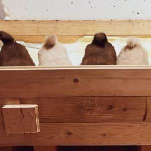 Cau Cau (Chow Chow) stenci
