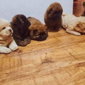 Cau Cau (Chow Chow) stenci