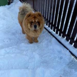 Cau Cau (Chow Chow) stenci