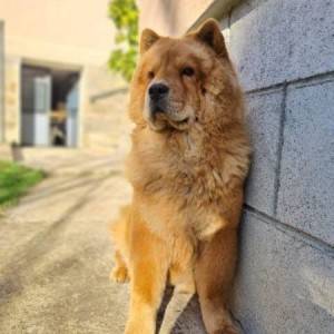 Cau Cau (Chow Chow) stenci