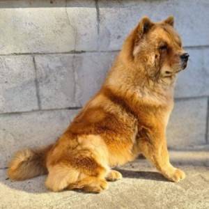 Cau Cau (Chow Chow) stenci