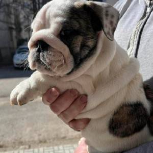 Engleski Buldog