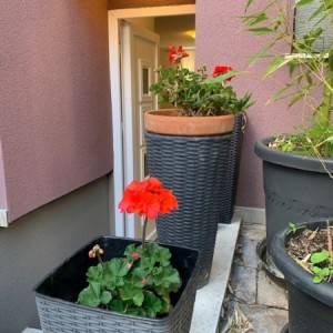 studio apartman za najam