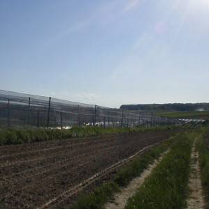Plantaža-kuća-imanje