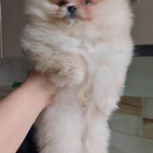 Pomeranac