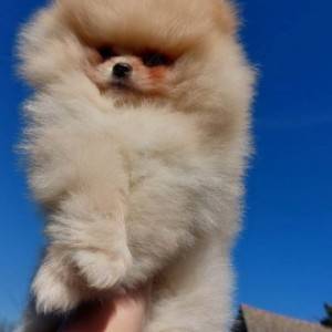 Pomeranac