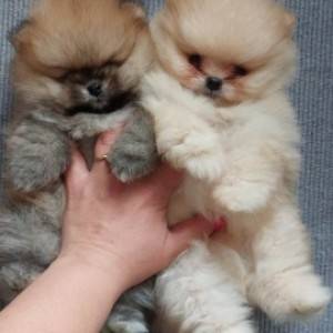 Pomeranac