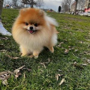 Pomeranac