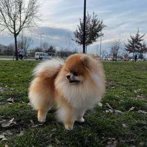 Pomeranac