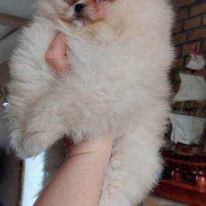 Pomeranac