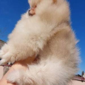 Pomeranac
