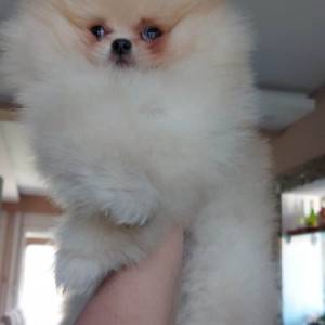 Pomeranac