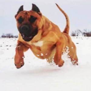 Presa Canario (Dogo Canario) psi