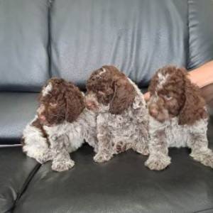 Lagotto Romagnolo štenci