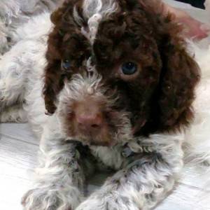 Lagotto Romagnolo štenci