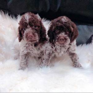 Lagotto Romagnolo štenci
