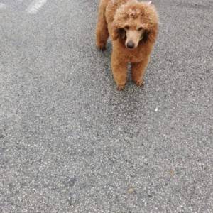 Poodle mini mužjak trazi curu za parenje