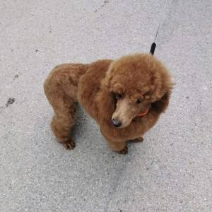 Poodle mini mužjak trazi curu za parenje