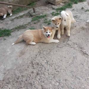 Akita Inu (Japanska Akita)