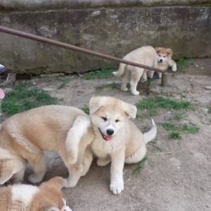 Akita Inu (Japanska Akita)