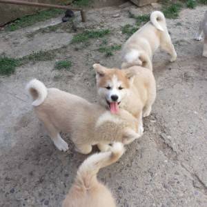 Akita Inu (Japanska Akita)