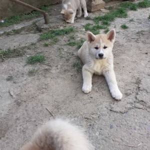 Akita Inu (Japanska Akita)