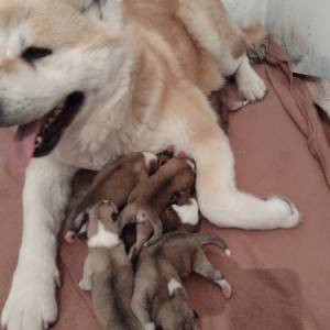 Akita Inu (Japanska Akita)