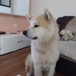 Akita Inu (Japanska Akita)