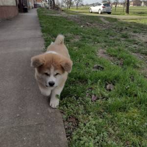 Akita Inu (Japanska Akita)