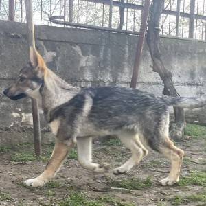 Čehoslovački vučiji pas - štenci na prodaju