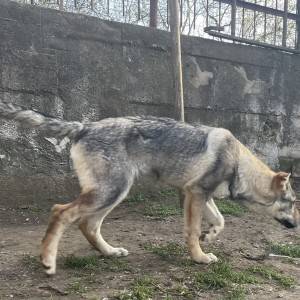 Čehoslovački vučiji pas - štenci na prodaju