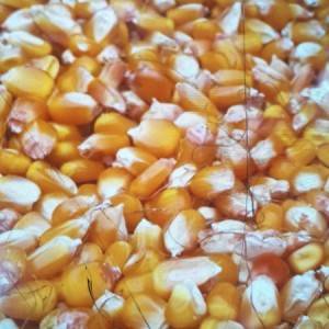 Kukuruz u zrnu 0953870266