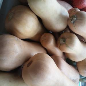 Butternut/puter tikva