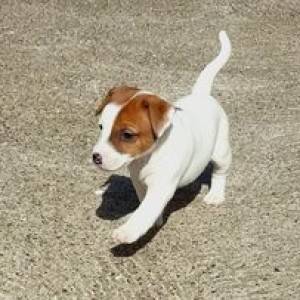 Prodajem tri štenca Jack Russell