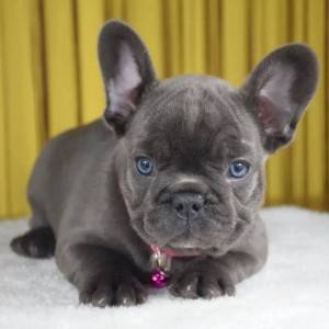 Štenci francuskog buldoga na prodaju Whatsapp/Viber +48785742139