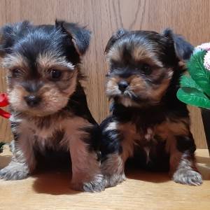 Yorkshire terrier, Jorkširski terijer, Jorki, Yorki