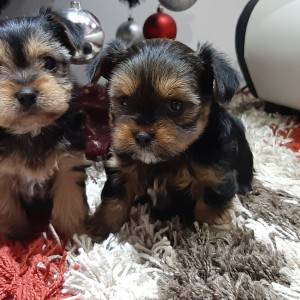 Yorkshire terrier, Jorkširski terijer, Jorki, Yorki