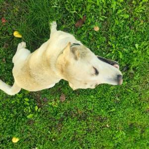 Prodajem muškog labradora
