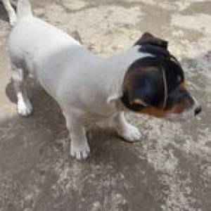 Prodajem tri štenca Jack Russell