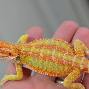 Little bearded dragon