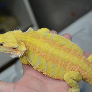 Little bearded dragon